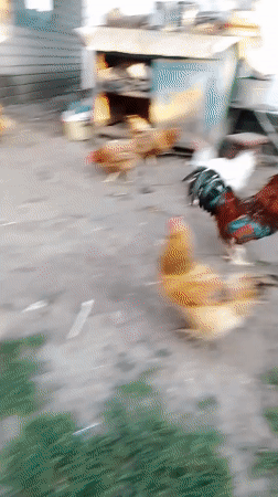 Farmyard animals going about their day in rural Ukraine