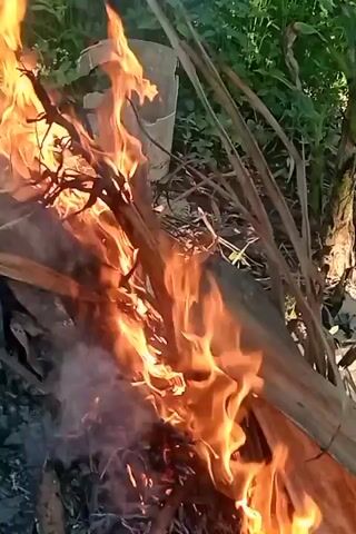 The video shows a close-up of a bonfire with flames reaching upwards and consuming dry branches and leaves. The fire is intense and bright orange, with some smoke rising from the top. The surrounding environment appears to be outdoors, with green foliage visible in the background. The camera is positioned at an angle that focuses on the fire itself, with some of the burning material in the foreground and center of the frame. The overall impression is one of a natural and uncontrolled fire.