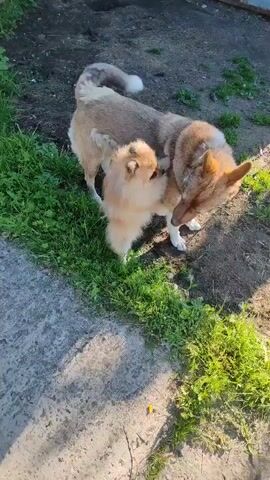 The video shows two dogs interacting outdoors. One is a larger dog with tan and white fur, possibly a husky mix, standing on dirt and grass. The other is a smaller, fluffy tan dog, likely a Pomeranian, on the grass. The larger dog is sniffing the smaller dog. The environment appears to be a backyard with grass, dirt, and a concrete path visible. Sunlight casts shadows on the ground. The larger dog occasionally looks at the camera and pants.