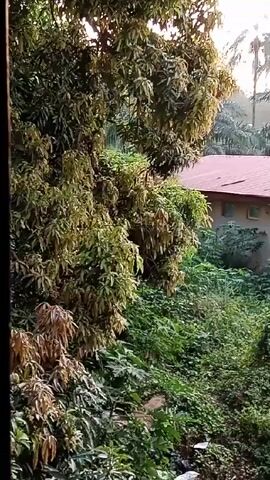 The video shows an exterior view framed by a window. Dense greenery, including trees and underbrush, fills the foreground. Through the foliage, a building with a reddish-brown roof is visible. The sky is overcast, casting soft light on the scene. Music is playing in the background.