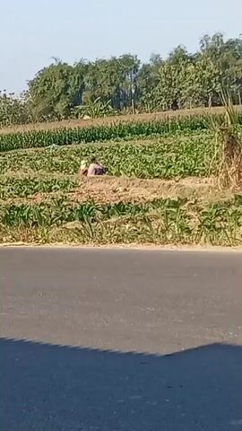The video shows a rural landscape with a road in the foreground and a field with crops in the background. Two people are visible in the field, one of whom appears to be lying down. There are trees and power lines in the distance. A motorcycle is parked on the side of the road. The sun is shining and the sky is clear.