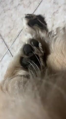 The video shows a close-up perspective of a dog lying on its back on a tiled floor. The camera initially focuses on the dog's dark paw pads, which are visible through its light brown fur. It then slowly pans upwards along the dog's body, revealing a bright green, spiky, bone-shaped dog toy resting near its neck. As the camera continues to move, the dog's closed eye and part of its head with light brown, shaggy fur come into view. The dog appears relaxed. In the background, there is audible Spanish speech, possibly from a television or radio, with words like "restaurar," "restauración," "conmoción," "impresión fuerte," and "shock" being discernible. No other specific location cues or text are visible.