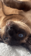 Woman and Siamese cat share quiet morning moments in Ramat Gan