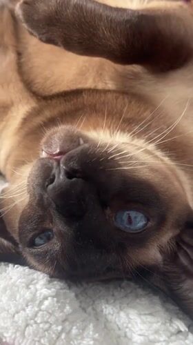 Woman and Siamese cat share quiet morning moments in Ramat Gan