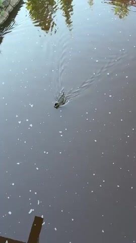 A single duck swims in murky brown water creating ripples as it moves. White foam floats on the surface of the water. A reflection of trees is visible in the upper left corner of the frame. A dark, indistinct shadow of a structure is visible in the bottom of the frame.