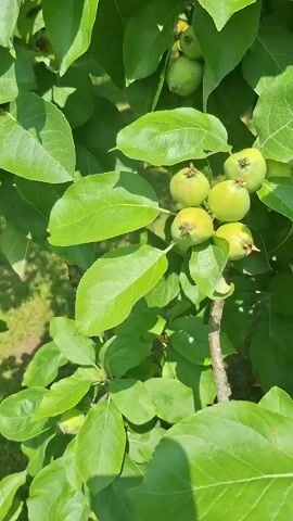 This is a close-up, vertical shot of a tree branch with several small, green apples growing on it. The apples are clustered together and are surrounded by abundant green leaves. The background is slightly out of focus, showing more green foliage and hints of sunlight filtering through. The overall scene is natural and depicts the early stages of fruit growth on a tree.
