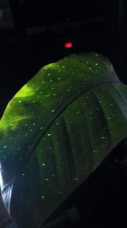 Illuminated plant leaf display captured in Noviy, Russia