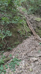 Forest path documented in historic Corchiano, Italy