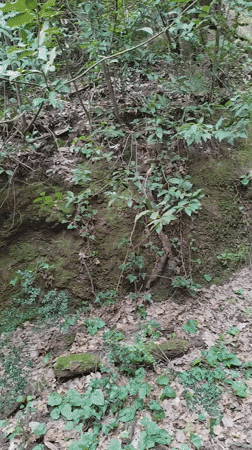 Forest path documented in historic Corchiano, Italy