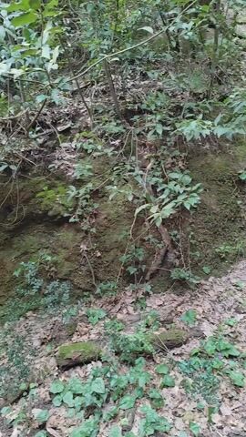 The video shows a path through a dense, green forest. The path is cut into the earth, creating a narrow passageway with steep, moss-covered walls on either side. The ground is covered with fallen leaves and small rocks. A fallen log lies across the path. The trees overhead create a canopy, filtering the sunlight. No people are visible. The scene is quiet and still, conveying a sense of nature and tranquility.