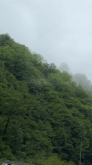 Morning fog blankets forest hillside in Tsakva, Georgia
