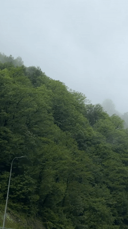 Morning fog blankets forest hillside in Tsakva, Georgia
