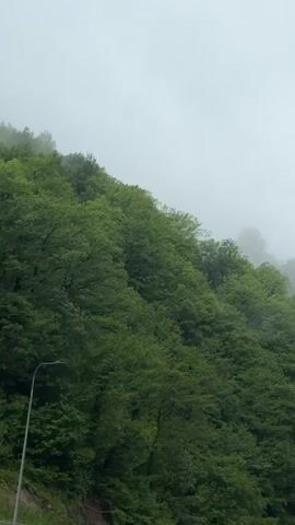 The video depicts a dense, green forest on a hillside shrouded in thick fog. The sky is a uniform gray, indicative of overcast or rainy weather. In the lower part of the frame, there is a glimpse of what appears to be a road and a roadside lamppost. The wind is blowing quite strongly, causing a lot of noise.