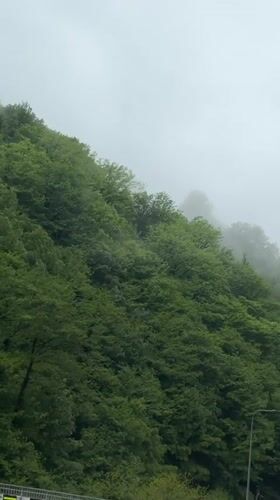 Morning fog blankets forest hillside in Tsakva, Georgia