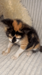 Calico kitten plays with toys on couch in Kuta