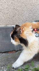 Calico cat spotted walking and sitting outdoors