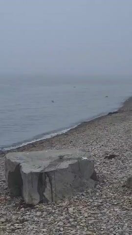 A rocky beach leads to a body of water shrouded in fog. A large grey rock sits in the foreground on the beach. Several birds are visible in the water, some appearing to swim. The water is calm and grey, reflecting the foggy sky. The beach is covered in small, grey pebbles. There are no people visible in the video.