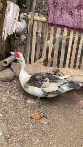 The video shows a close-up shot of a Muscovy duck with a white body and dark grey or black markings on its wings and back. The duck has a red, carunculated face. It is positioned on dry, dirt ground with some scattered leaves. To the left of the duck, there is a large, grey rock and a piece of bamboo. Behind the duck, there is a wooden fence constructed from bamboo poles. In the background, another white duck is visible standing behind the fence, partially obscured. A piece of dark red fabric is draped over the top of the fence. The scene appears to be outdoors in a rural or farm-like setting. The duck's beak is open, suggesting it might be vocalizing or panting.