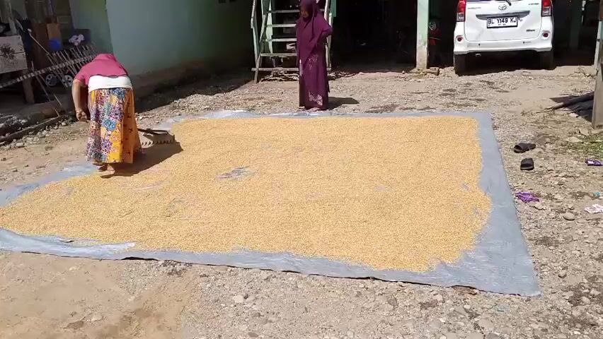The video shows an outdoor scene where a large quantity of dried grain is spread out on a blue tarp. In the foreground, a person wearing a brightly colored skirt and a pink headscarf is using a rake to spread the grain. Another person, wearing a dark purple garment, stands in the background. The ground appears to be dirt and gravel, with some patches of mud. In the background, there are some simple structures, possibly houses or sheds, and a white vehicle. The overall impression is one of agricultural activity, likely drying harvested grain.