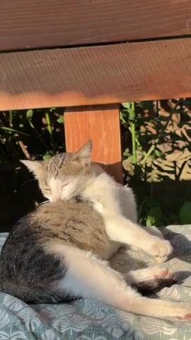 A cat is cleaning itself on a cushioned bench outdoors. The cat is a tabby with white and gray markings. It is lying on its side with its legs extended. The cat's head is turned towards its back, and it is licking its fur. The bench is made of wood and has a slatted surface. Green foliage is visible in the background. Sunlight is shining on the cat and the bench.