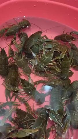 The video shows a close-up, overhead view of a pink plastic tub filled with water and a large number of live crayfish. The crayfish are mostly dark green or brown in color and are moving around in the water, with their legs and antennae visible. The lighting is bright, suggesting an indoor environment. The camera is static and the focus is on the crayfish.