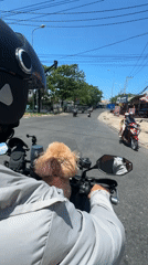 Cruising Phan Thiết streets with a dog on the motorbike