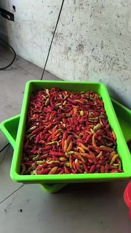 A close-up shot shows a bright green plastic tray overflowing with a large quantity of small, red and yellow chilies. The chilies appear to be dried or partially dried. The tray is placed on a tiled surface, possibly a floor, and another green tray is visible beneath it. In the background, a textured, off-white wall with dark smudges is visible. A thin black cord hangs vertically from the upper left corner of the frame. The lighting suggests an indoor setting, possibly a market or storage area.