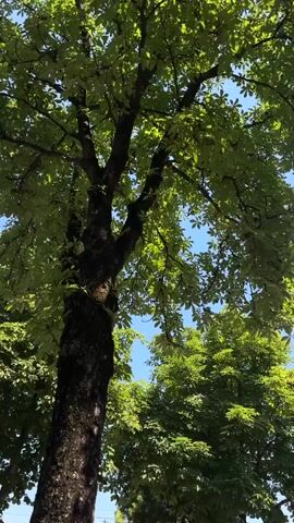 The video shows a view of a street with trees and buildings under a clear blue sky. A large tree with lush green leaves dominates the foreground on the left side of the frame. Its bark is rough and dark, with some moss visible. To the right of this tree, another large, leafy tree stands. In the middle ground, a silver car is parked on the side of the road. Further in the background, there are houses with red-tiled roofs and some smaller trees. On the right side of the street, more trees and buildings are visible, including a white building and a darker car driving away. The road has yellow lines marking lanes and a sidewalk is present. The overall impression is a sunny day in a residential or suburban area with abundant greenery.