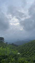 Tea plantations documented under cloudy skies in Chithirapuram