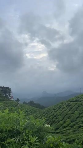 The video displays a static, wide shot of a vast, lush green tea plantation under an overcast sky. In the foreground, dense green foliage fills the lower portion of the frame. The midground features rolling hills meticulously covered with rows of bright green tea bushes, creating a textured pattern. A winding road is visible on the far left, with a small white object or structure partially seen at the left edge. Distant mountains, shrouded in haze, form the background. The sky is largely covered with thick grey clouds, though a brighter patch of sky is visible through a break in the clouds in the upper center. The overall lighting is soft and diffused.