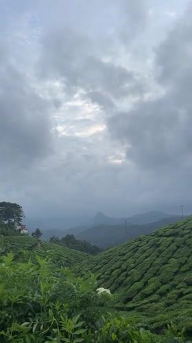 Tea plantations documented under cloudy skies in Chithirapuram