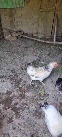 The media file displays three chickens inside a rustic enclosure. The enclosure appears to be made of mud brick walls and wooden planks, suggesting a rural setting in Ҷомӣ, Tajikistan. The ground is dirt and scattered with dry grass and some green vegetation. The lighting indicates it is daytime, with natural light entering the enclosure.

The main subject is a light-colored chicken with black markings on its tail and wings, standing upright and facing right. To its right, a darker chicken, mostly black with some grey and white speckles, is pecking at the ground. In the foreground, a white chicken with black tail feathers is partially visible, also pecking at the ground. The chickens appear to be foraging or resting in their coop.

There is no visible text in the media file. The overall mood is calm and natural, depicting a common scene in a rural environment. The weathered appearance of the enclosure and the simple ground cover suggest a functional, rather than decorative, living space for the chickens.