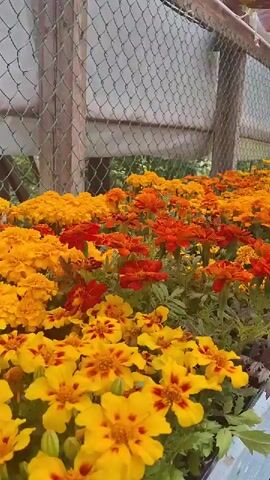 The video shows a close-up of a flower bed filled with marigolds in various shades of orange and yellow. The flowers are densely packed together. Behind the flower bed, there is a chain-link fence with wooden posts. The lighting appears to be natural.