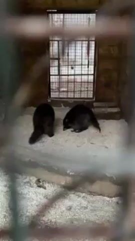 Two tanuki (raccoon dogs) are in an enclosure with a light-colored, grainy substrate. The enclosure is bordered by a low concrete wall, and a metal cage door is visible in the background. One tanuki is facing away from the camera, its tail visible, while the other faces the camera with its head lowered, appearing to investigate the ground. The video is shot through the bars of another barrier. The lighting is dim.