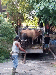 Cattle unloaded from trailer in Lhokseumawe, Indonesia