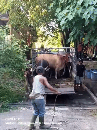 Cattle unloaded from trailer in Lhokseumawe, Indonesia