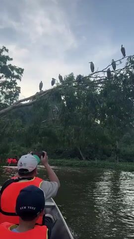 A small boat with several people wearing orange life vests travels down a river. One person in the boat is taking a photograph of a large tree with a flock of birds perched on its branches. The tree is situated on the riverbank, with lush green foliage and rolling hills in the background. The sky is a pale blue with some clouds.