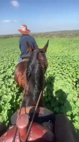 The video shows a first-person perspective of horseback riding. A person is riding a brown horse through a field of green vegetation.  Ahead of the rider, another person on horseback is seen wearing a blue shirt and a tan hat. The field stretches to the horizon under a clear blue sky with some scattered white clouds. The camera shakes, and the horse's head moves as it navigates through the plants. The landscape in the distance seems slightly hilly and covered with trees.