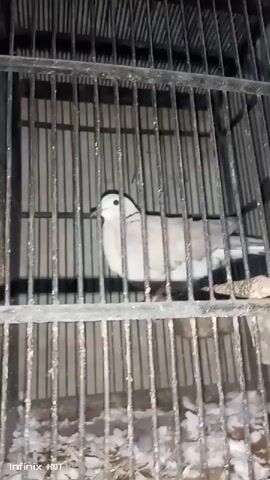 A bird is in a cage. The bird is white and gray. The cage is made of black metal bars. There is white material on the bottom of the cage. The video is blurry and dark.