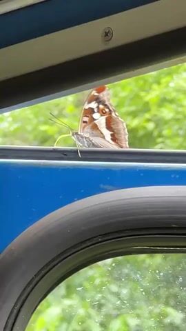 A butterfly with brown and white wings rests on the edge of a blue surface, possibly a car door, with a black rubber seal below it. The background shows green foliage.