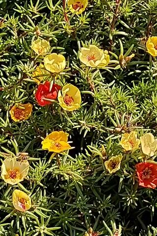 The video is a close-up shot of a dense bush covered with small, brightly colored flowers, predominantly yellow and orange, with a few red ones interspersed. The flowers are in various stages of bloom, with some fully open and others partially closed. The leaves are thin and needle-like, characteristic of a succulent plant. Two bees are visible in the frame, actively foraging among the flowers. One bee is on a yellow flower in the lower left quadrant of the screen, and another is on a yellow flower in the middle right quadrant. The lighting suggests it is daytime, with sunlight highlighting the petals and leaves. The overall impression is one of a vibrant, healthy garden in bloom.