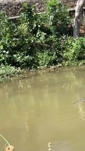 A fishing rod is submerged in murky water, with its blue handle extending into the frame from the right. The rod is held by an unseen person. Green foliage lines the bank of the water body, with a bamboo pole visible in the lower left corner. Ripples are visible on the water's surface near the fishing line.
