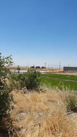 A daytime outdoor scene with a clear blue sky and a wide shot of a rural landscape. In the foreground, dry yellow grass and green bushes are visible. Behind the bushes, a field of green crops, possibly rice paddies, is planted in water. In the middle ground, a body of water is present, and beyond that, a dirt road runs horizontally. Several vehicles are on the road, including two dark-colored trucks, one with its bed raised, and a yellow combine harvester. Electrical poles with wires are scattered throughout the background. The terrain appears flat, with hills visible in the far distance. The lighting suggests it is a sunny day.