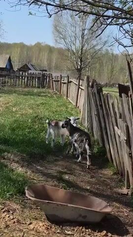 The video shows three goats in a grassy, fenced area. Two of the goats are primarily white, while the third is a mix of dark brown and white. They are standing close together, looking towards the camera. The area is surrounded by a wooden fence, with a forest visible in the background. There's also a wheelbarrow present in the foreground. The scene is set on a bright, sunny day.  The presence of houses in the background suggests a rural or farm setting.