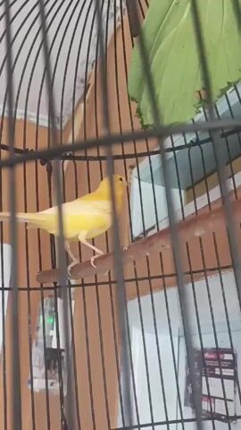 The video shows a yellow and white canary inside a black wire birdcage. A large green leaf is attached to the top of the cage.  A wooden perch runs horizontally across the cage. The background appears to be a wall with striped wallpaper. The camera focuses on the bird and perch within the cage.