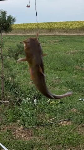 A dead catfish is suspended by a fishing hook from a string against a blurred background of green grass and a yellow field. The fish, which is mostly brown with lighter underbelly, is hanging vertically. Its mouth is open, and its eyes are visible. A small twig from a green tree is visible on the left side of the frame. The sky above is overcast.