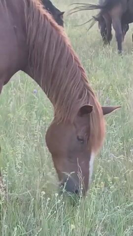The video shows a close-up of a brown horse with a white stripe on its face grazing in a grassy field. The horse's head is lowered as it eats the grass. In the background, other brown horses can be seen grazing. The field is covered in green grass and some small wildflowers. The lighting suggests it is daytime. The video is slightly shaky.
