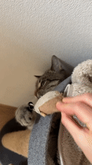 Morning routine with tabby cat captured in Saint Petersburg apartment