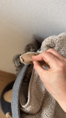 Morning routine with tabby cat captured in Saint Petersburg apartment