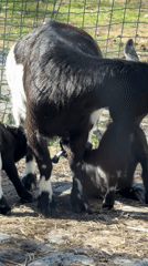 Goat nurses babies in Sofia enclosure